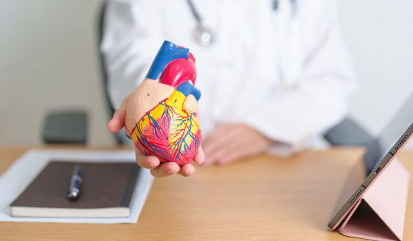 Doctor with human Heart anatomy model and tablet. Cardiovascular Diseases, Atherosclerosis, Hypertensive Heart, Valvular Heart, Aortopulmonary window, world Heart day and health concept