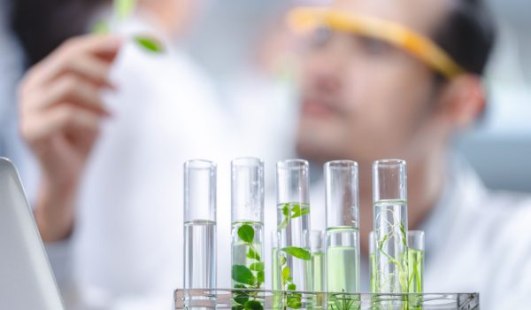 eco skin care beauty products in laboratory development concept, Natural drug research with organic plants and scientific extraction in glassware, Alternative green herb medicine for body health care